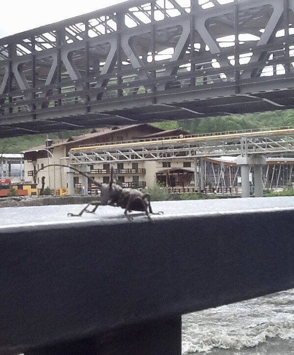 Добрый жук. Блиц: насекомые