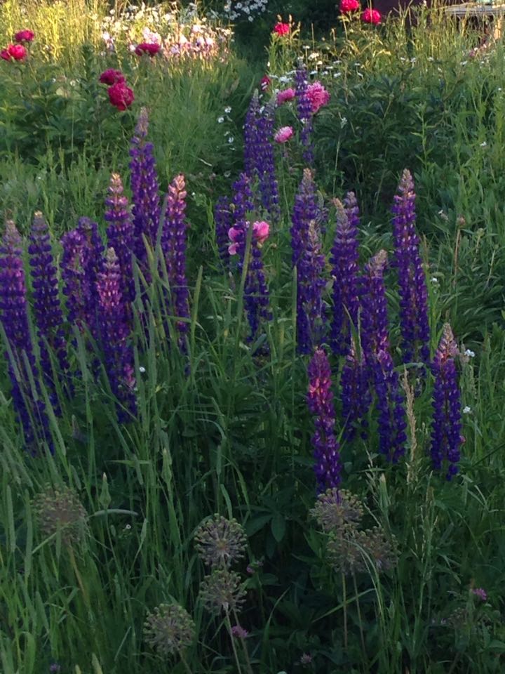 многоцветие и люпины. 