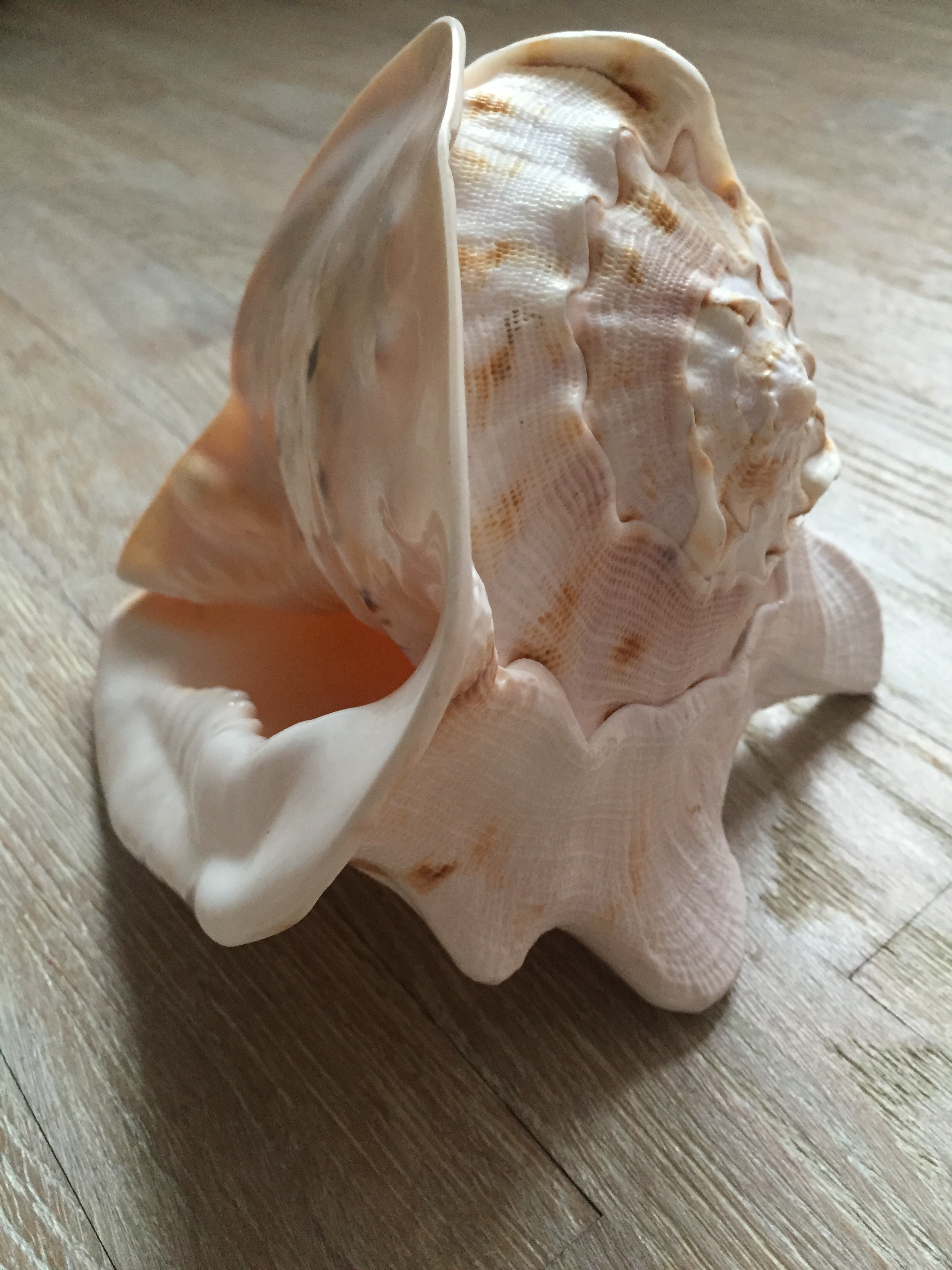 огромная ракушка. Разное