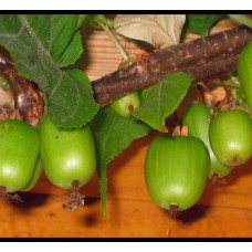 таежный дар а. актинидия