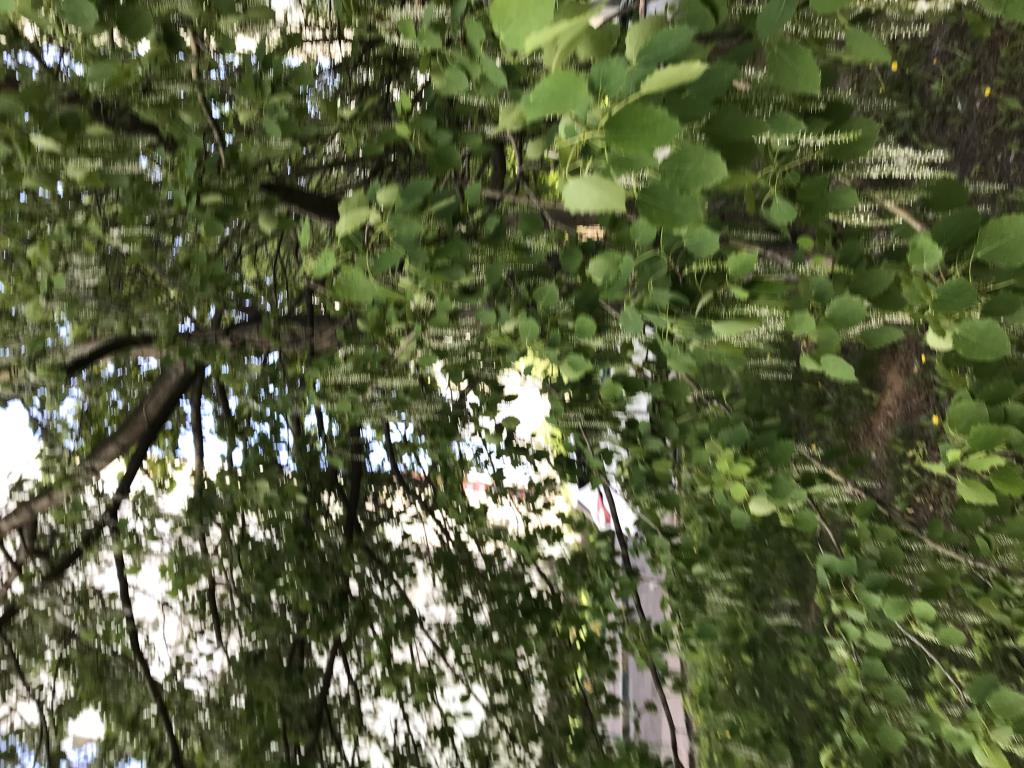 Источник пуха. 