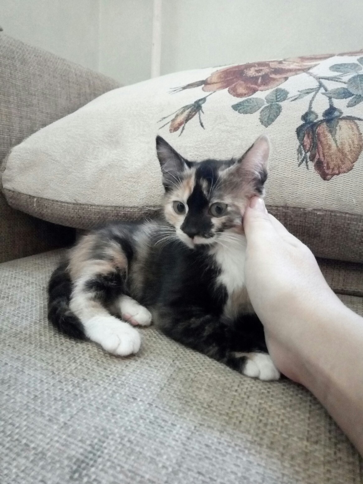 картинка