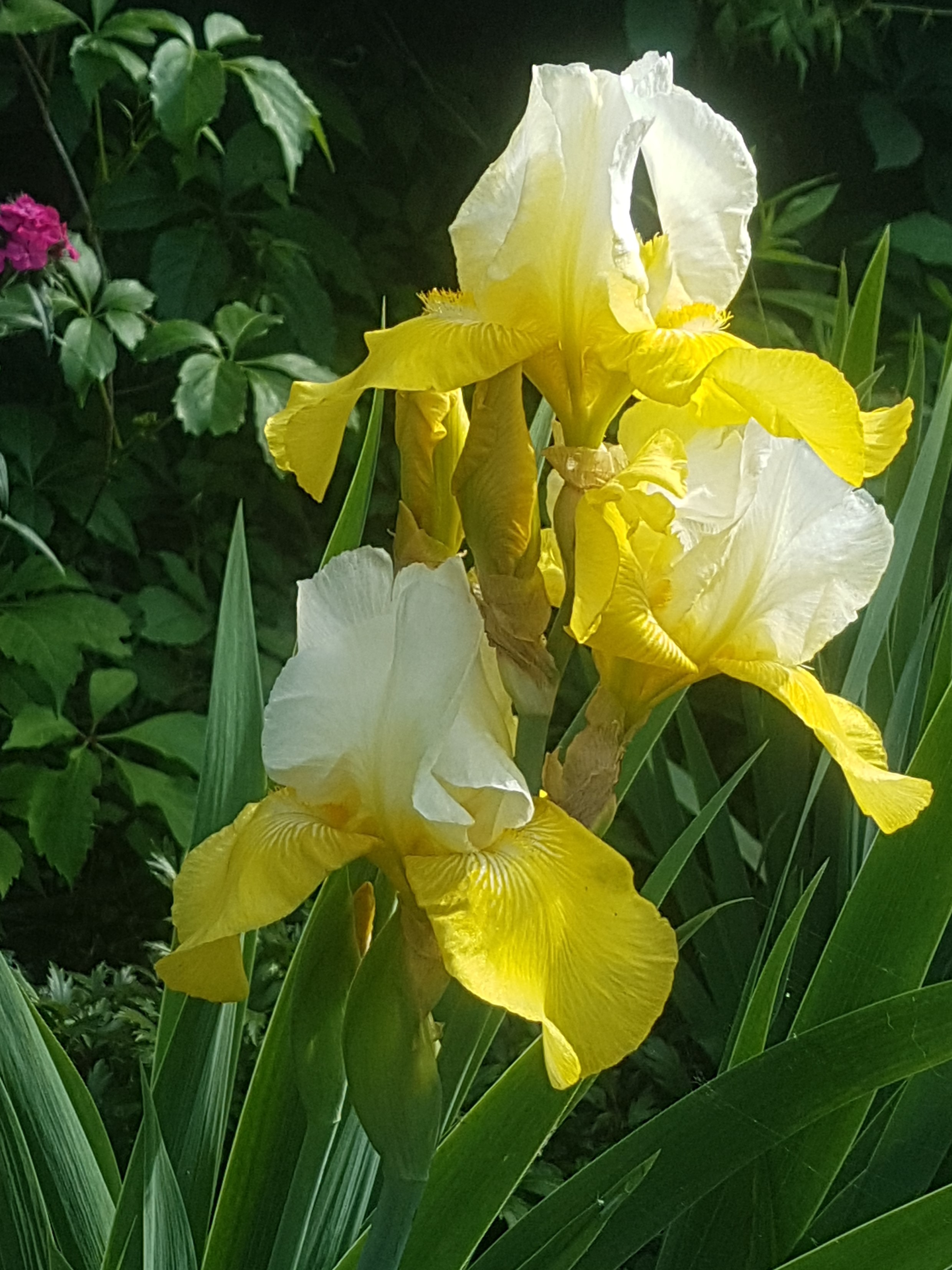 Florence's Yellow Irises. 