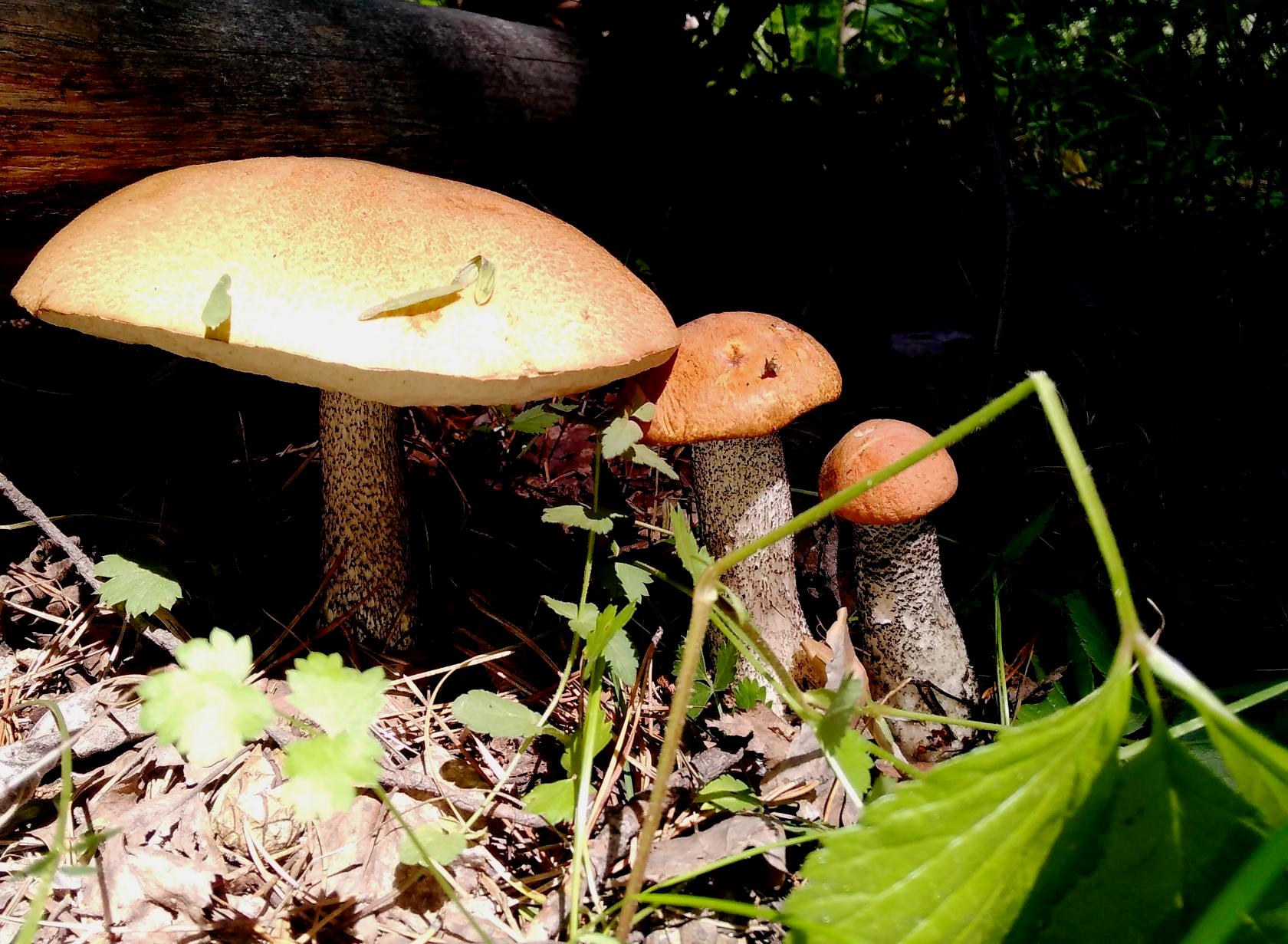 «Блиц: грибное царство» Дружная семейка