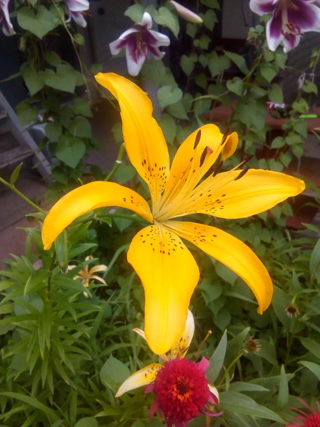 Лилия. Блиц: желтые цветы