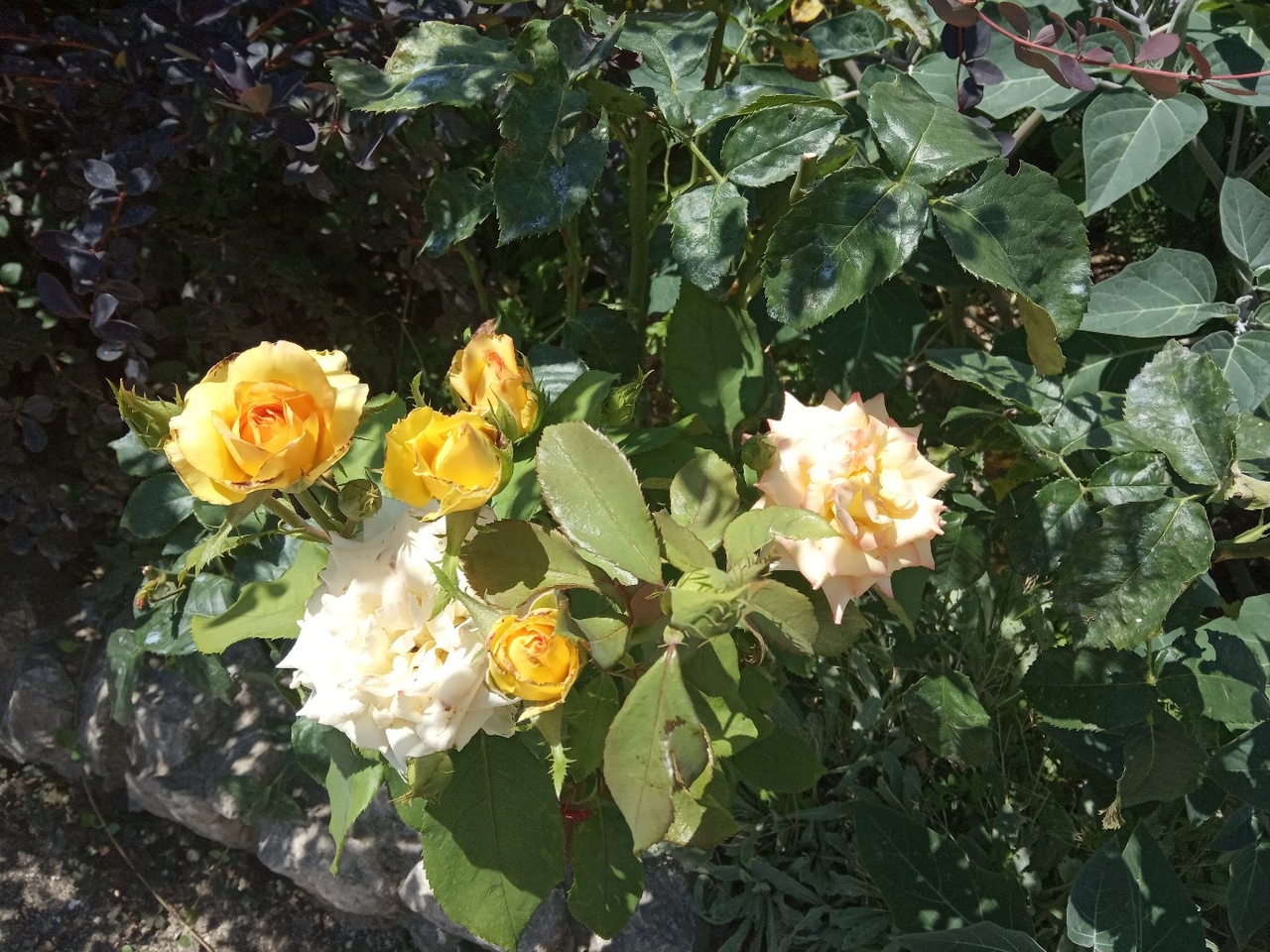 Моя мама фанатка роз!. 