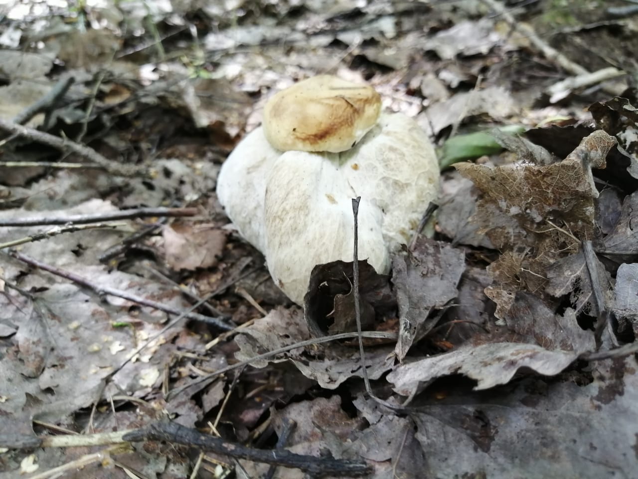 Белый гриб-мутант