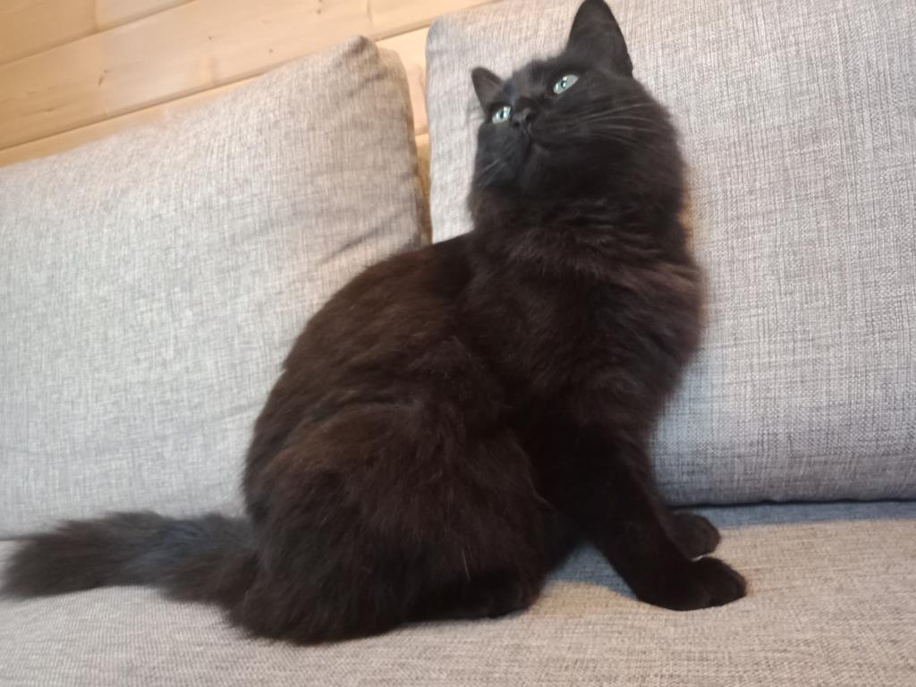 кот ищет дом