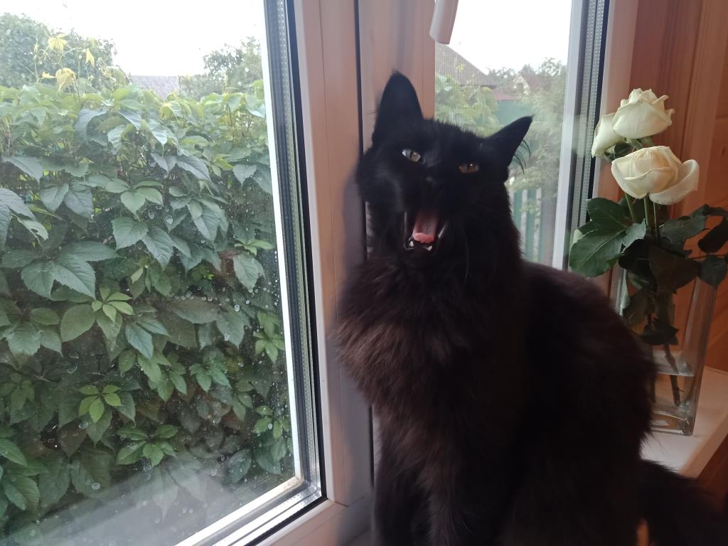 кот ищет дом