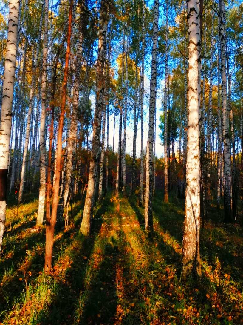 Осенний лес. 