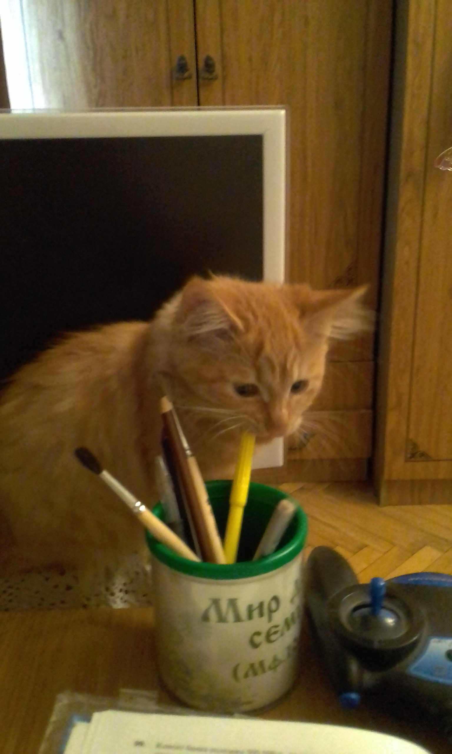 Грызун кошачий. Рыжик