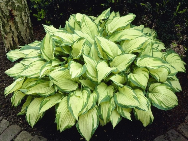 fortunei albopicta. гейхеры