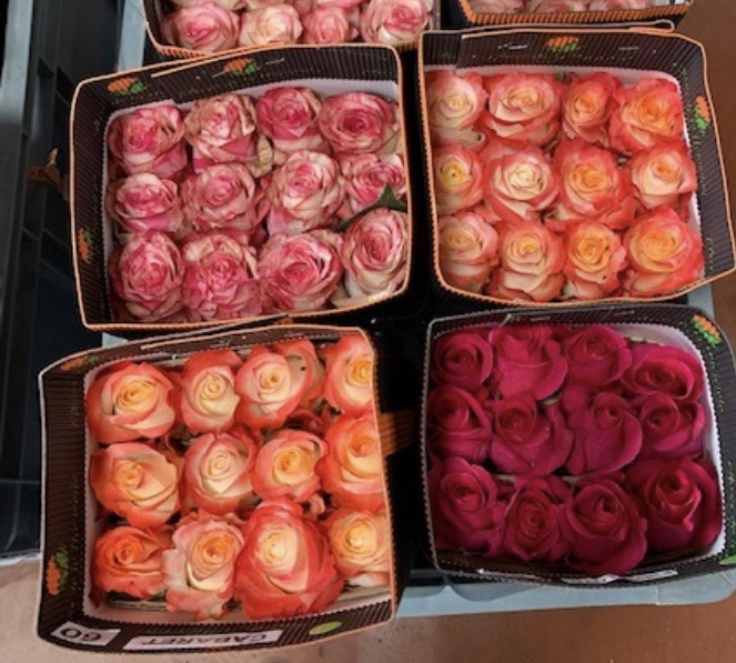 Эквадорская Роза, от 25 руб.. 