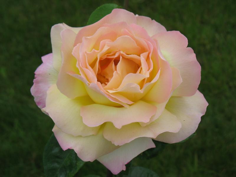 Роза мадам мейланд фото описание
