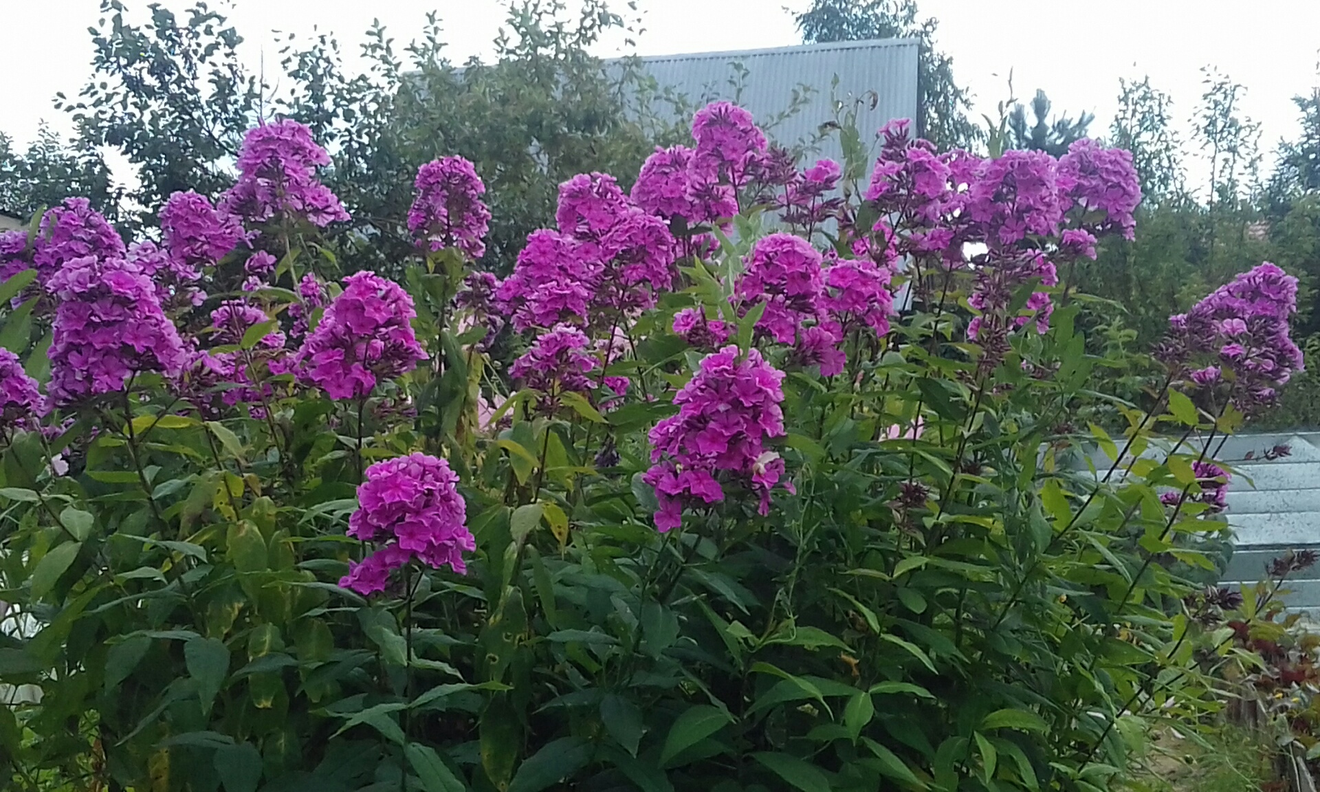 флокс розовый. 