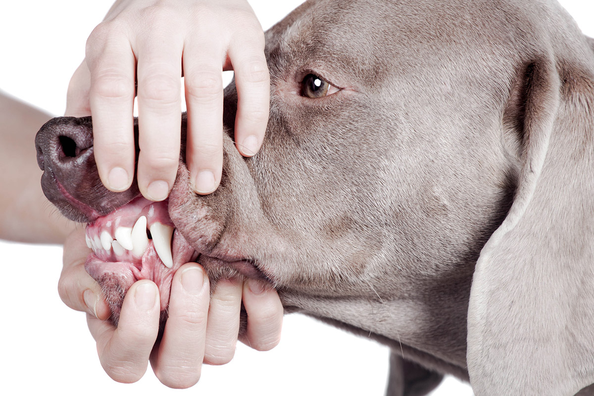 Нужен ли собаке стоматолог?