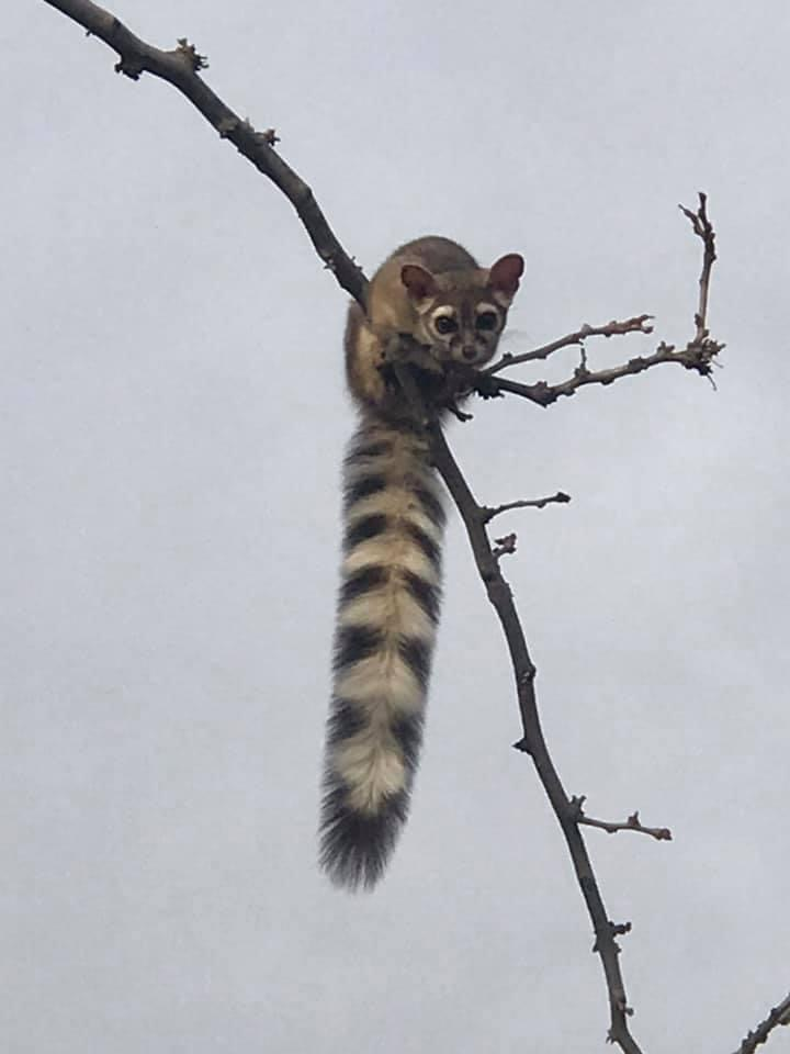 Котики на дереве картинки