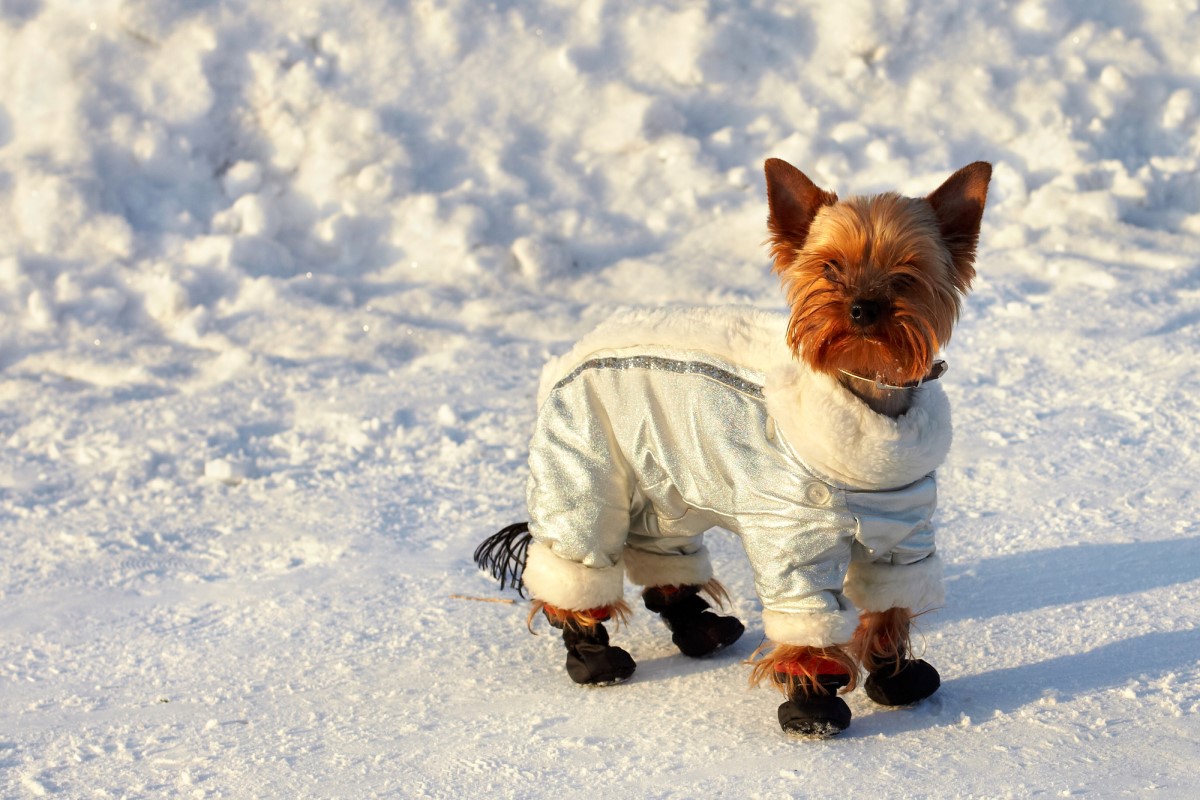 Собака на прогулке зимой