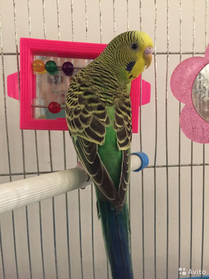 Волнистый молодой попугай, 500р. я-Продано