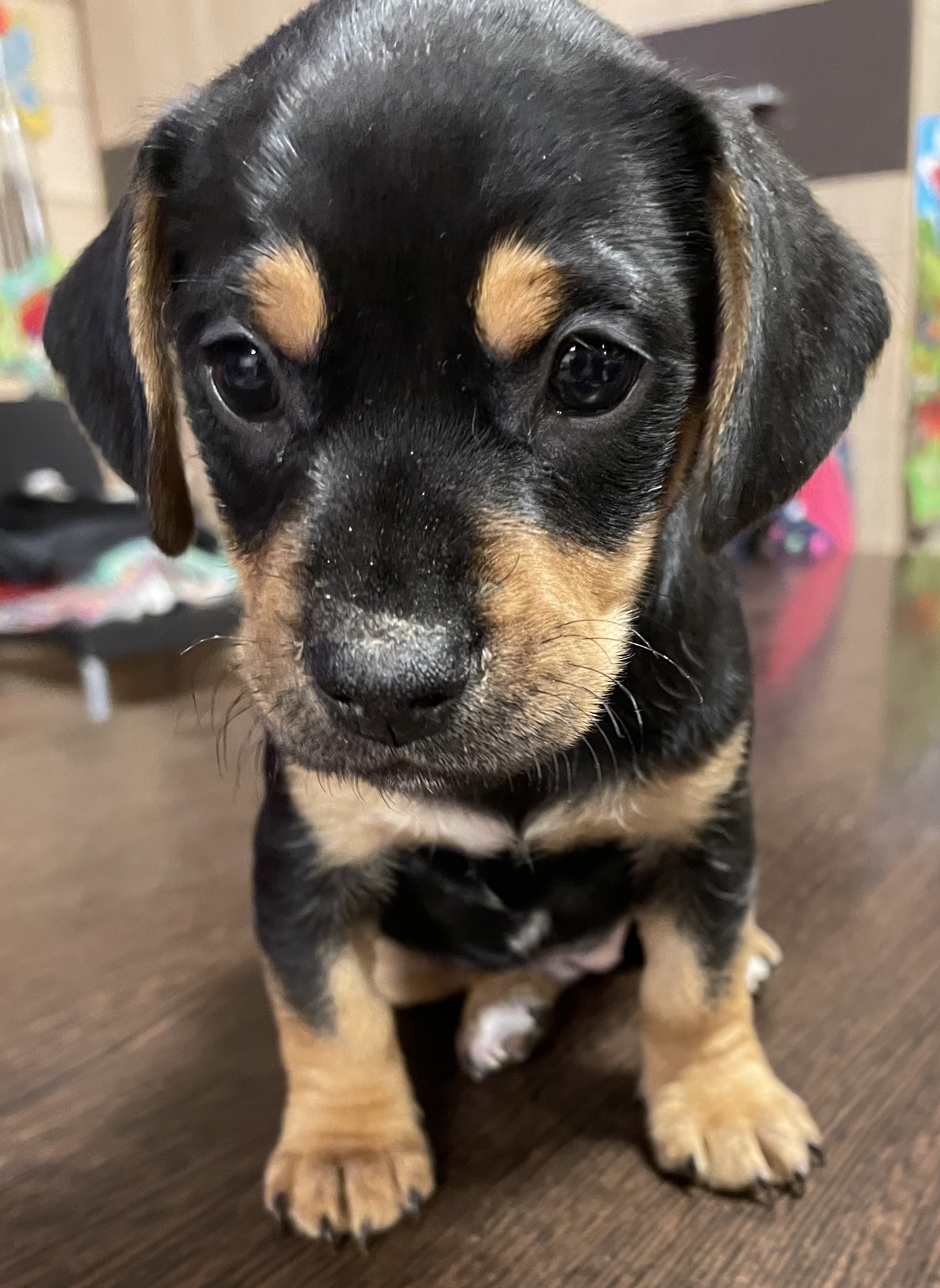 Щенки таксы