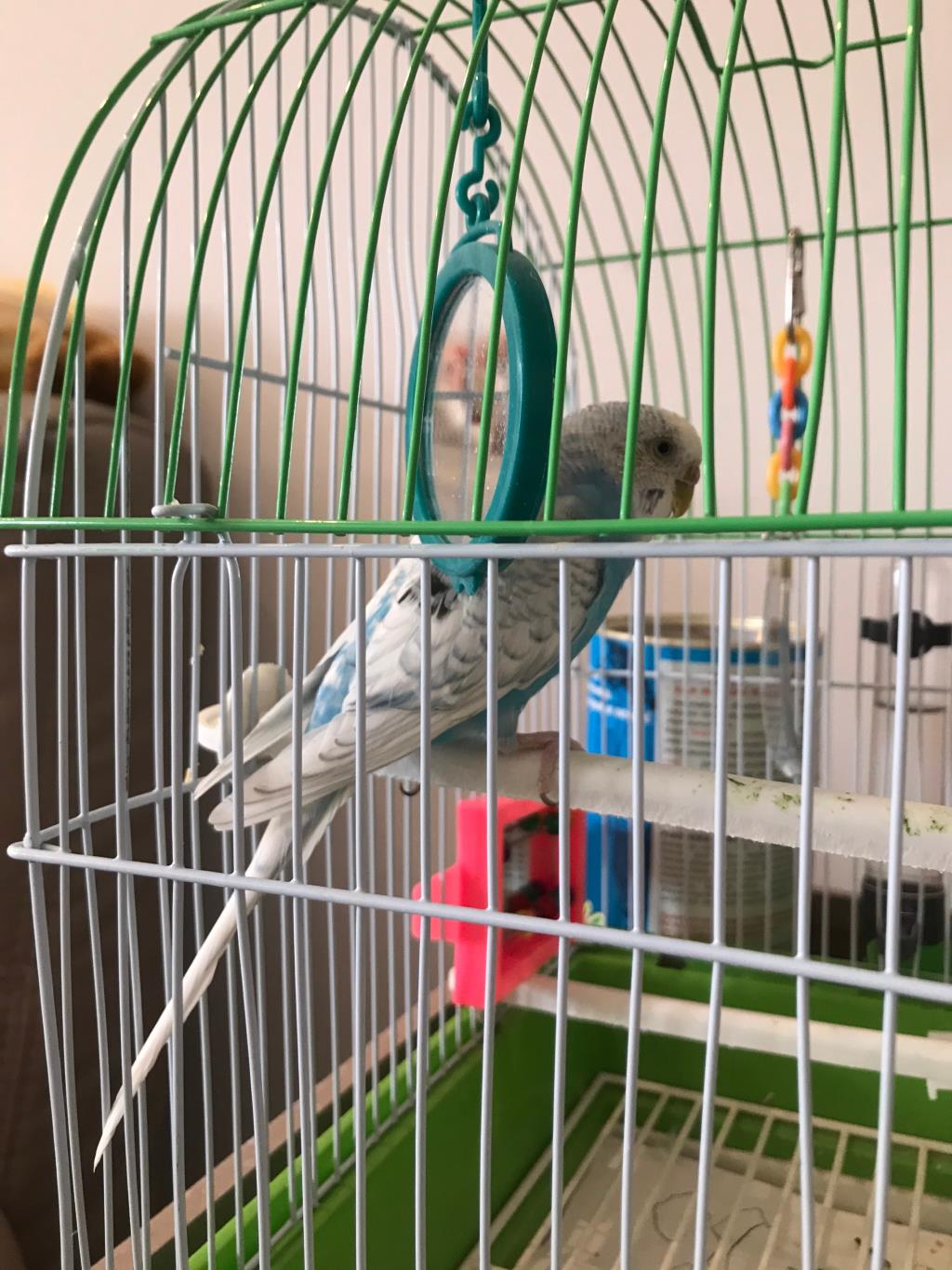 попугай Куся, 1500р. я-Продано