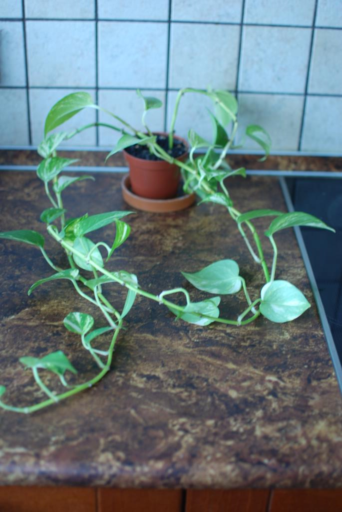 цветы обмен