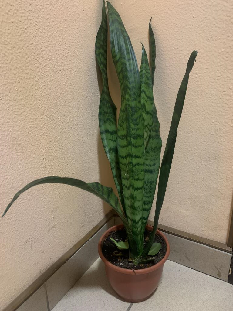 Сансевиерия, 400р. я-Продано