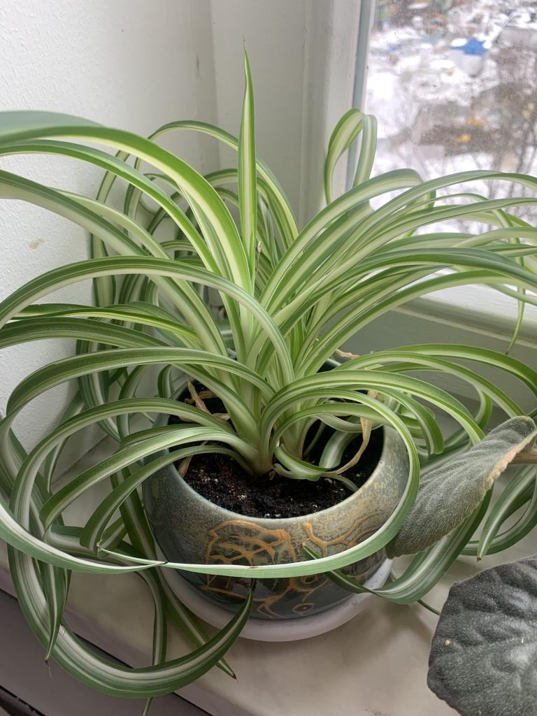 Хлорофитум, 400р. я-Продано