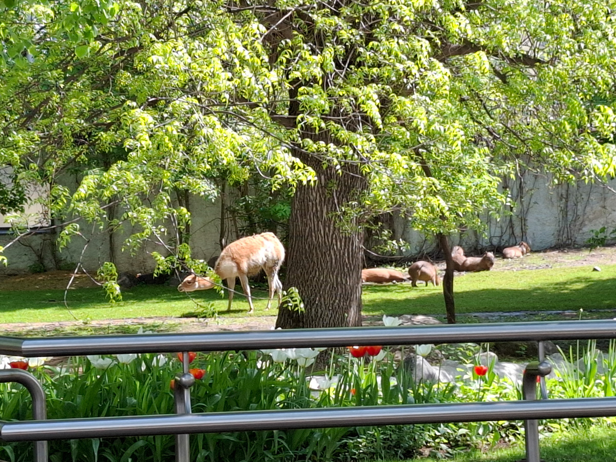 Временное