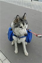 Тяжела ты, жизнь собачья