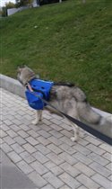 Ездовая собака