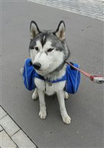 Фрай 9 меяцев