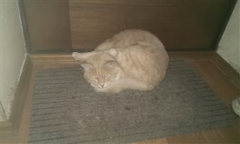 А как спять ваши коты?