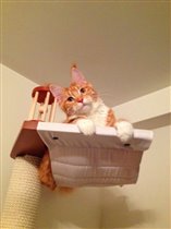 Дакота