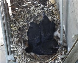 Гнездо чёрного ворона