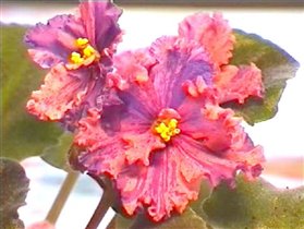 Suncoast Fantasy Love