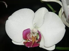 Phalaenopsis