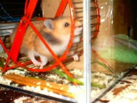 Белка - марафонец!