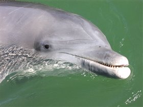 Еще один дельфин