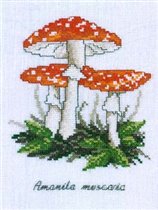 Amanita muscaria Mushroom (Permin)