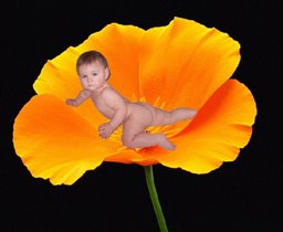 Любимый мамочкин цветочек
