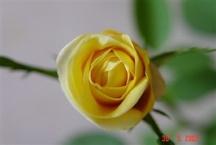 Жёлтая комнатная роза