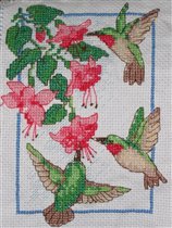 Hummingbirds & Fuchsia