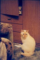 Персей паясничает