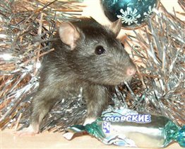 Крыса новогодняя