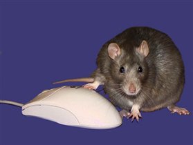 Крыса хакерская