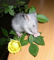 Крыса влюбленная