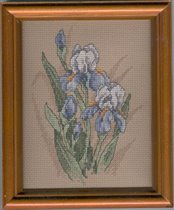 Oriental Irises
