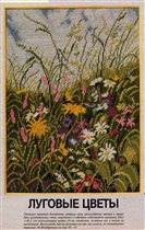 Луговые цветы