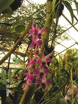 Вид Орхидеи в ботаническом саду 